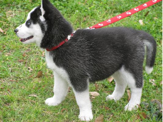 PoulaTo: CUTE SIBERIAN HUSKY ΔΙΑΘΕΣΙΜΑ για ένα νέο σπίτι